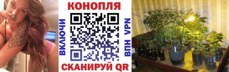 Марихуана план Кувшиново